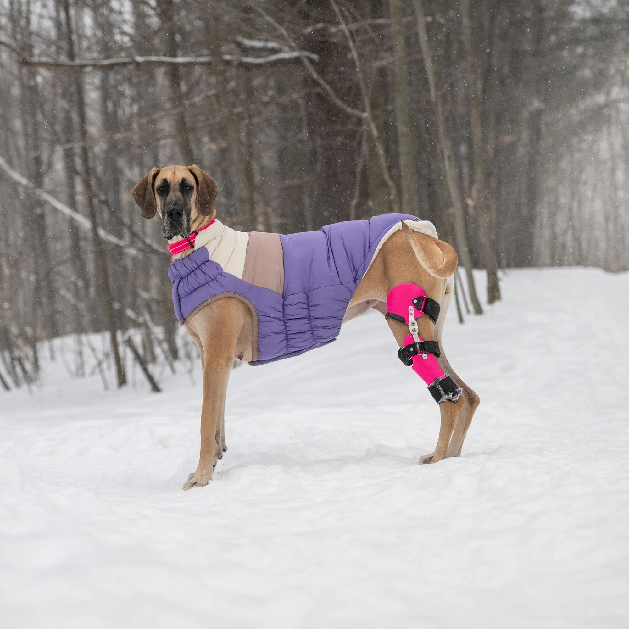 Color Block Dog Puffer Winter Coats