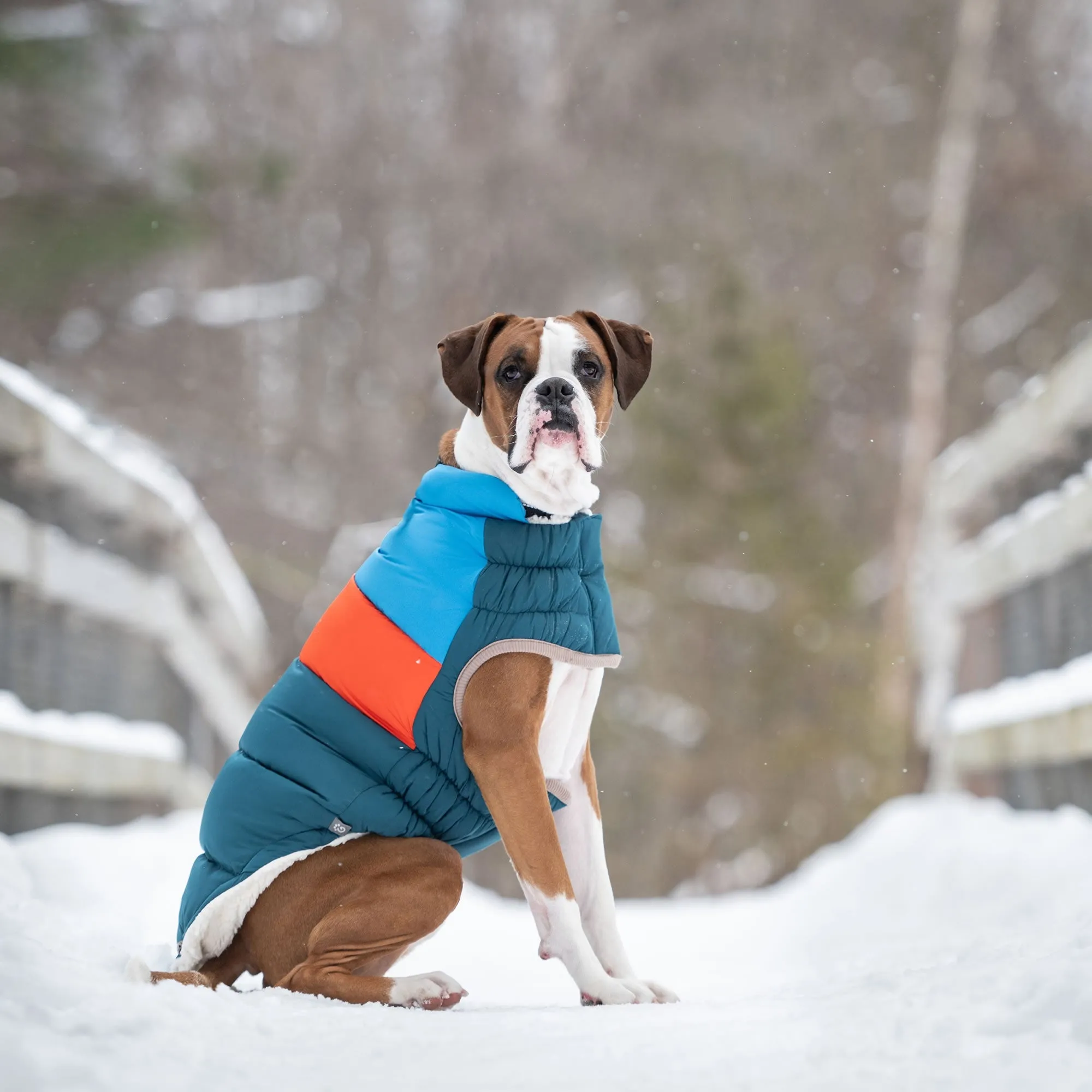 Color Block Dog Puffer Winter Coats